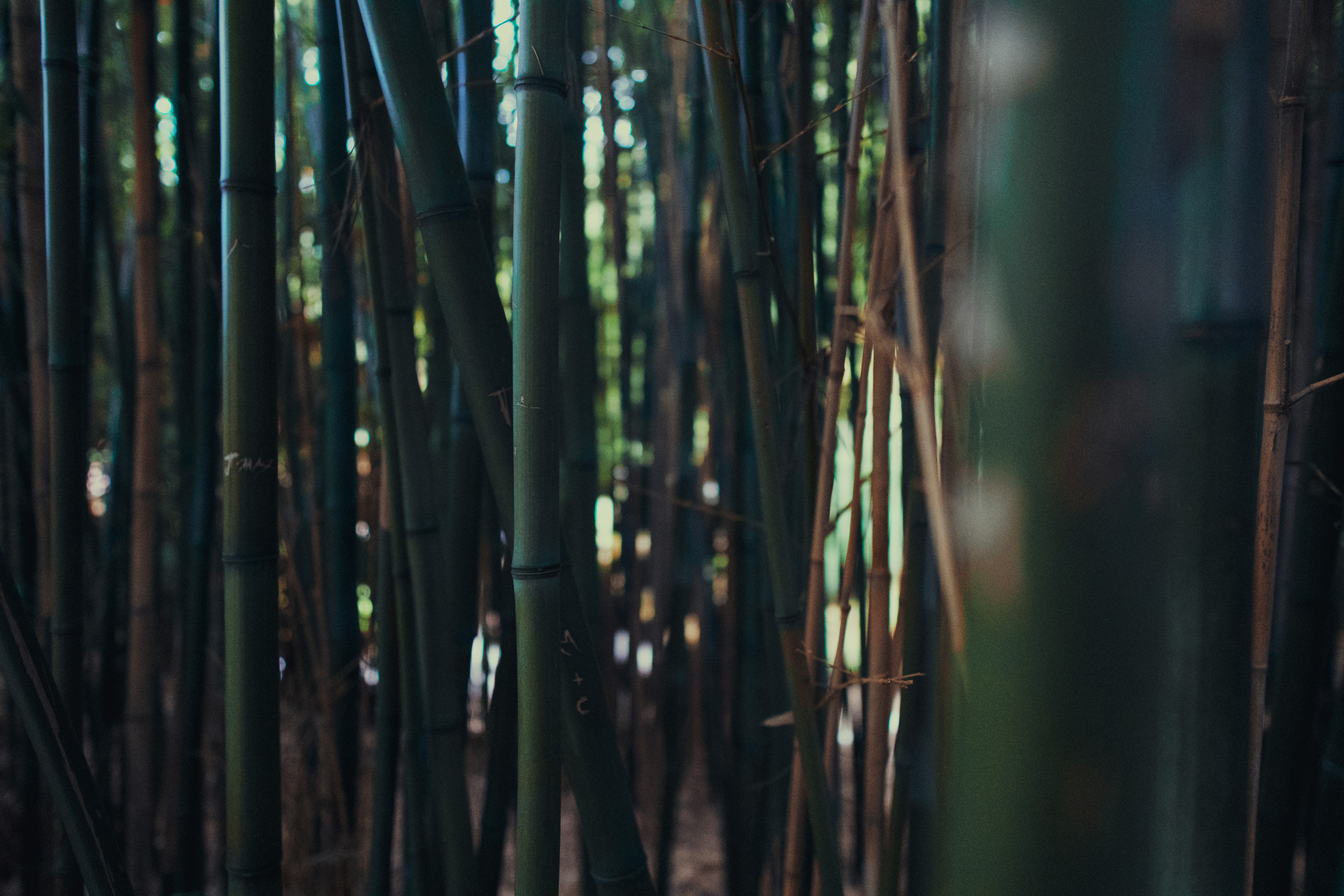 green bamboo tree during daytime